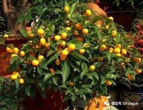 屋前种什么花好|屋前花池种什么花好